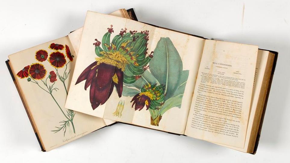 'Botany : the Science of Beauty' in Armagh Robinson Library